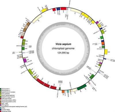 Initial Characterization of the Chloroplast Genome of Vicia sepium, an Important Wild Resource Plant, and Related Inferences About Its Evolution